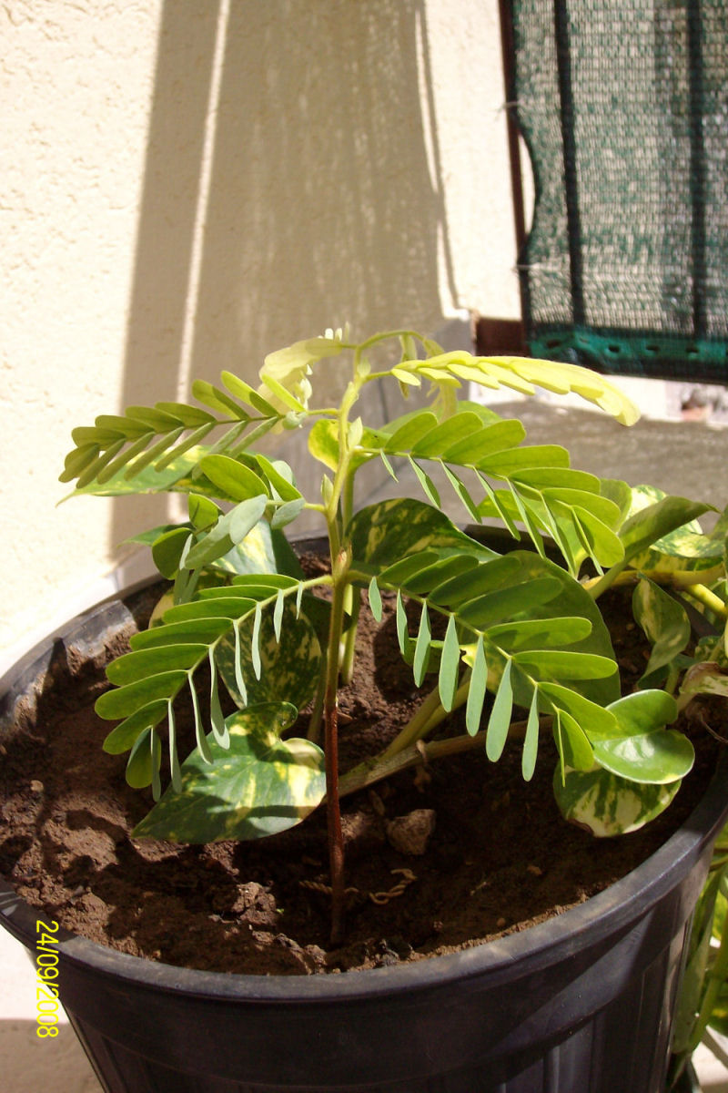 [Foto de planta, jardin, jardineria]