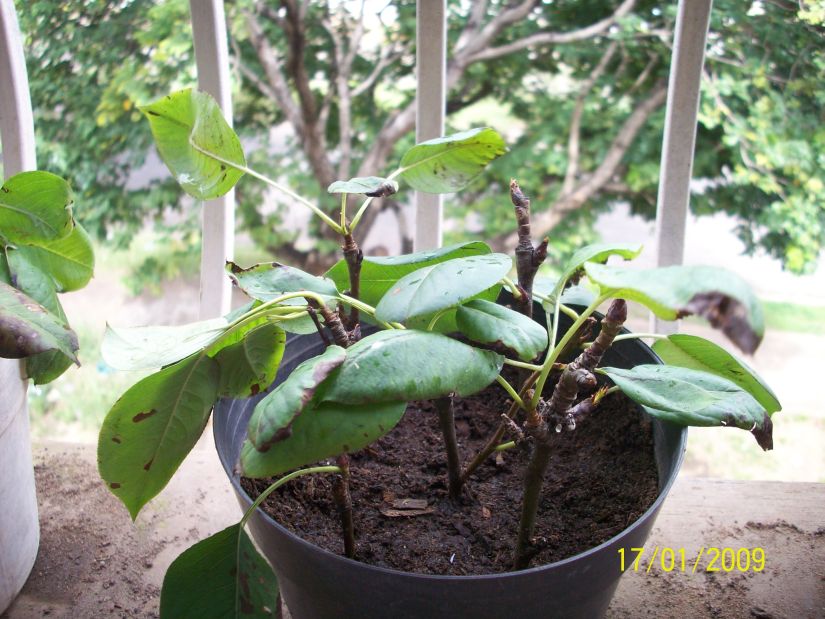 [Foto de planta, jardin, jardineria]