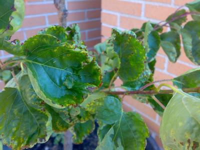 [Foto de planta, jardin, jardineria]