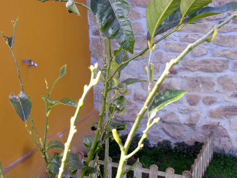 [Foto de planta, jardin, jardineria]