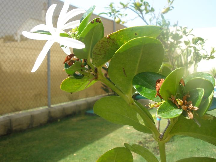 [Foto de planta, jardin, jardineria]
