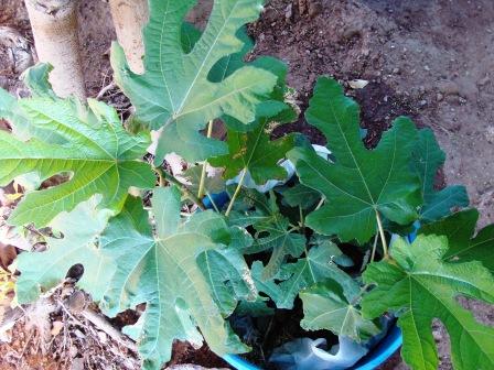 [Foto de planta, jardin, jardineria]