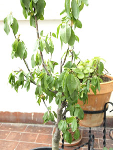 [Foto de planta, jardin, jardineria]