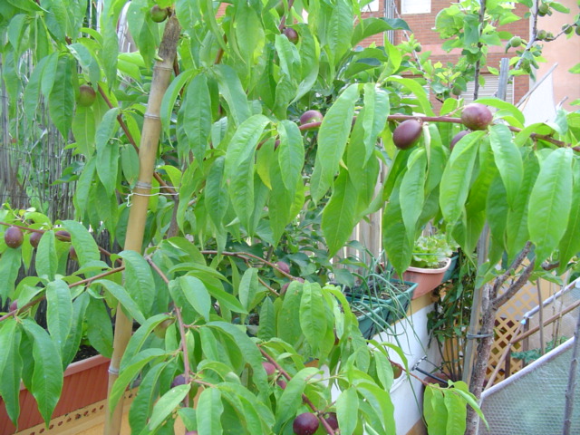 [Foto de planta, jardin, jardineria]