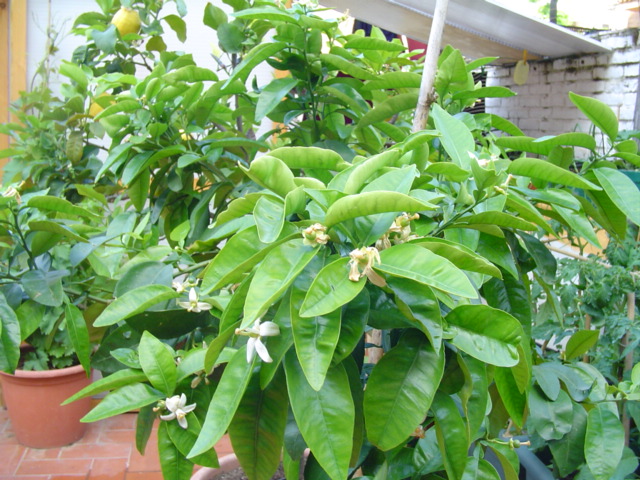 [Foto de planta, jardin, jardineria]