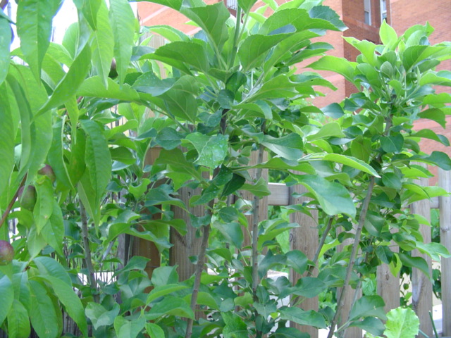 [Foto de planta, jardin, jardineria]