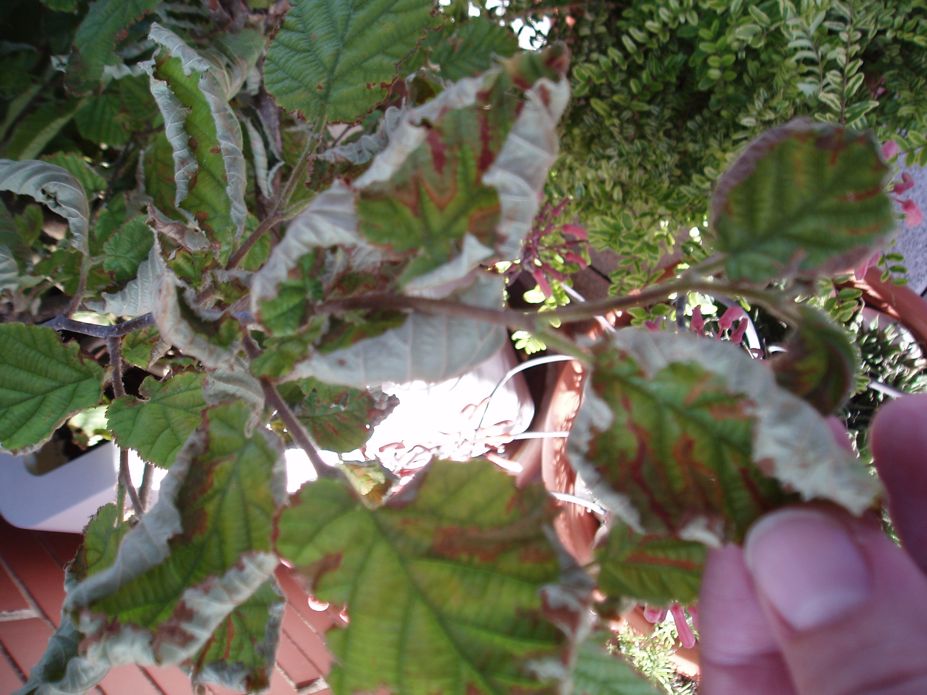 [Foto de planta, jardin, jardineria]