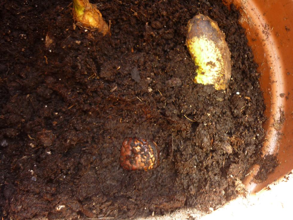 [Foto de planta, jardin, jardineria]