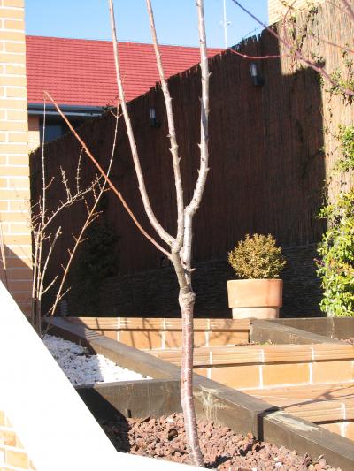 [Foto de planta, jardin, jardineria]