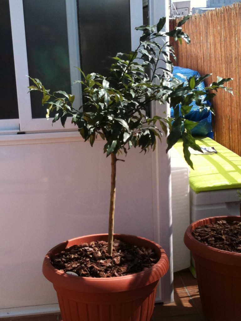[Foto de planta, jardin, jardineria]