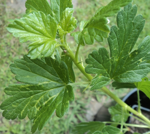 [Foto de planta, jardin, jardineria]