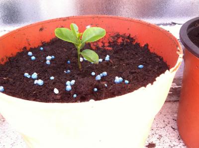 [Foto de planta, jardin, jardineria]