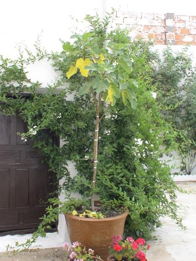 [Foto de planta, jardin, jardineria]