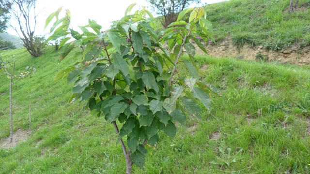 [Foto de planta, jardin, jardineria]