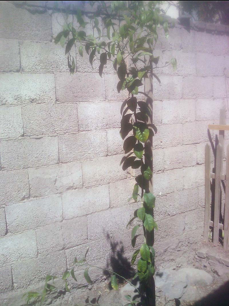 [Foto de planta, jardin, jardineria]