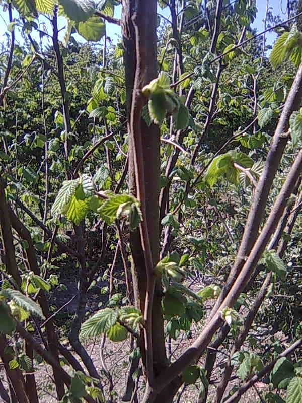 [Foto de planta, jardin, jardineria]