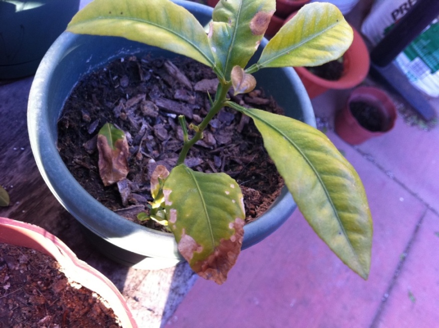 [Foto de planta, jardin, jardineria]