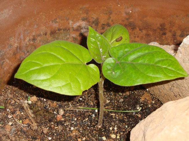 [Foto de planta, jardin, jardineria]