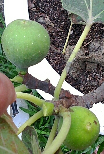 [Foto de planta, jardin, jardineria]