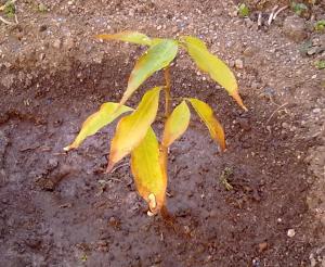 [Foto de planta, jardin, jardineria]