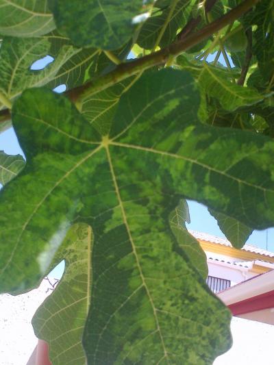 [Foto de planta, jardin, jardineria]