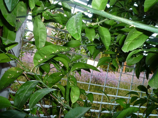 [Foto de planta, jardin, jardineria]