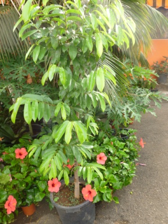 [Foto de planta, jardin, jardineria]