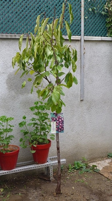 [Foto de planta, jardin, jardineria]