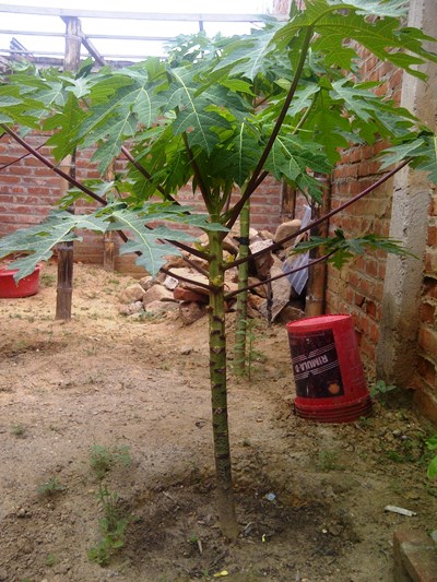 [Foto de planta, jardin, jardineria]