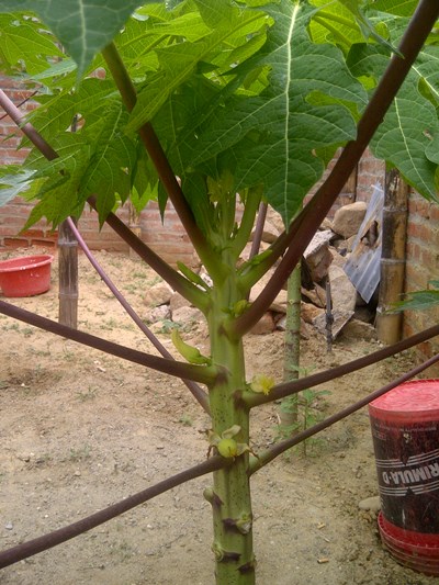 [Foto de planta, jardin, jardineria]