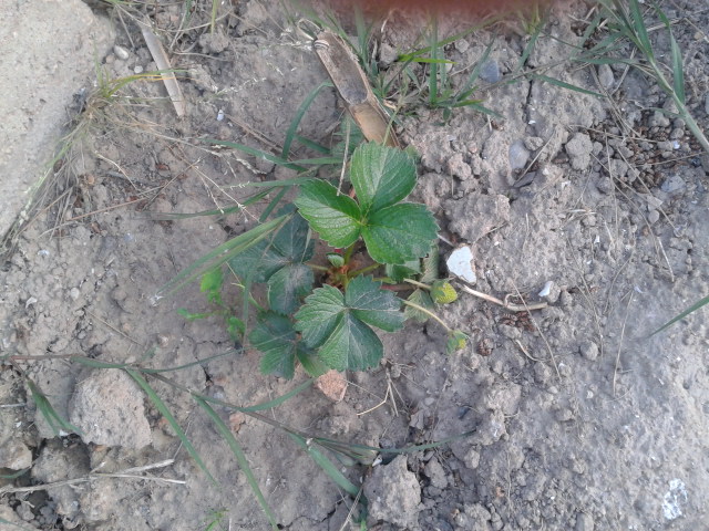 [Foto de planta, jardin, jardineria]