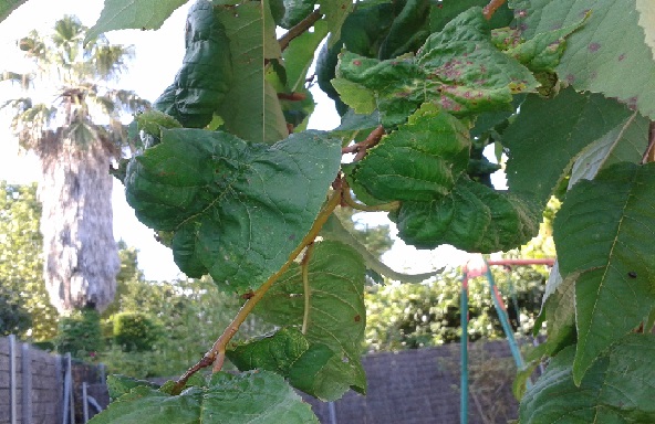 [Foto de planta, jardin, jardineria]