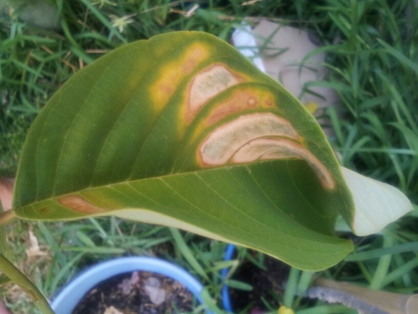 [Foto de planta, jardin, jardineria]
