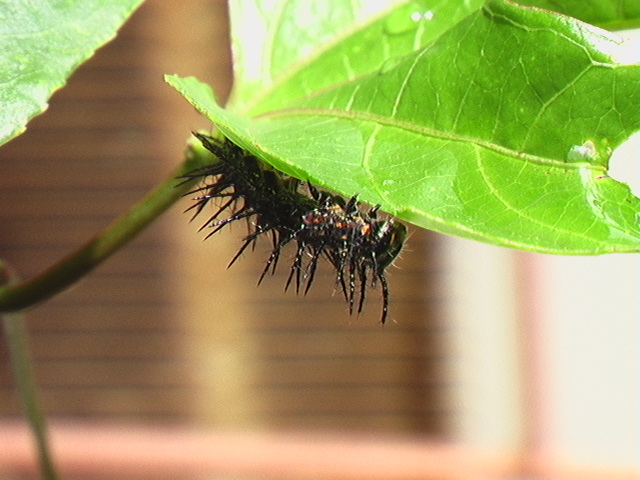 [Foto de planta, jardin, jardineria]