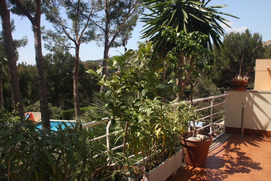 [Foto de planta, jardin, jardineria]