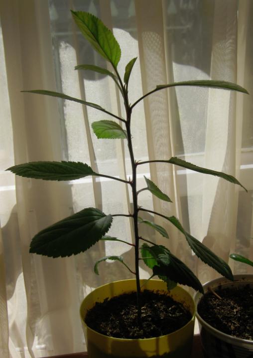[Foto de planta, jardin, jardineria]