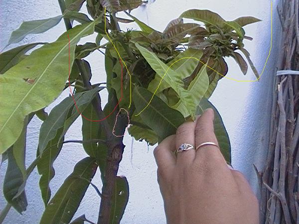 [Foto de planta, jardin, jardineria]