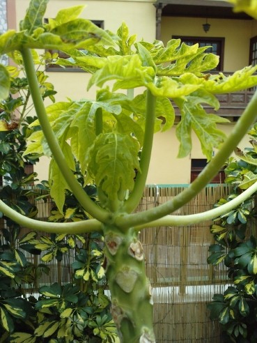 [Foto de planta, jardin, jardineria]