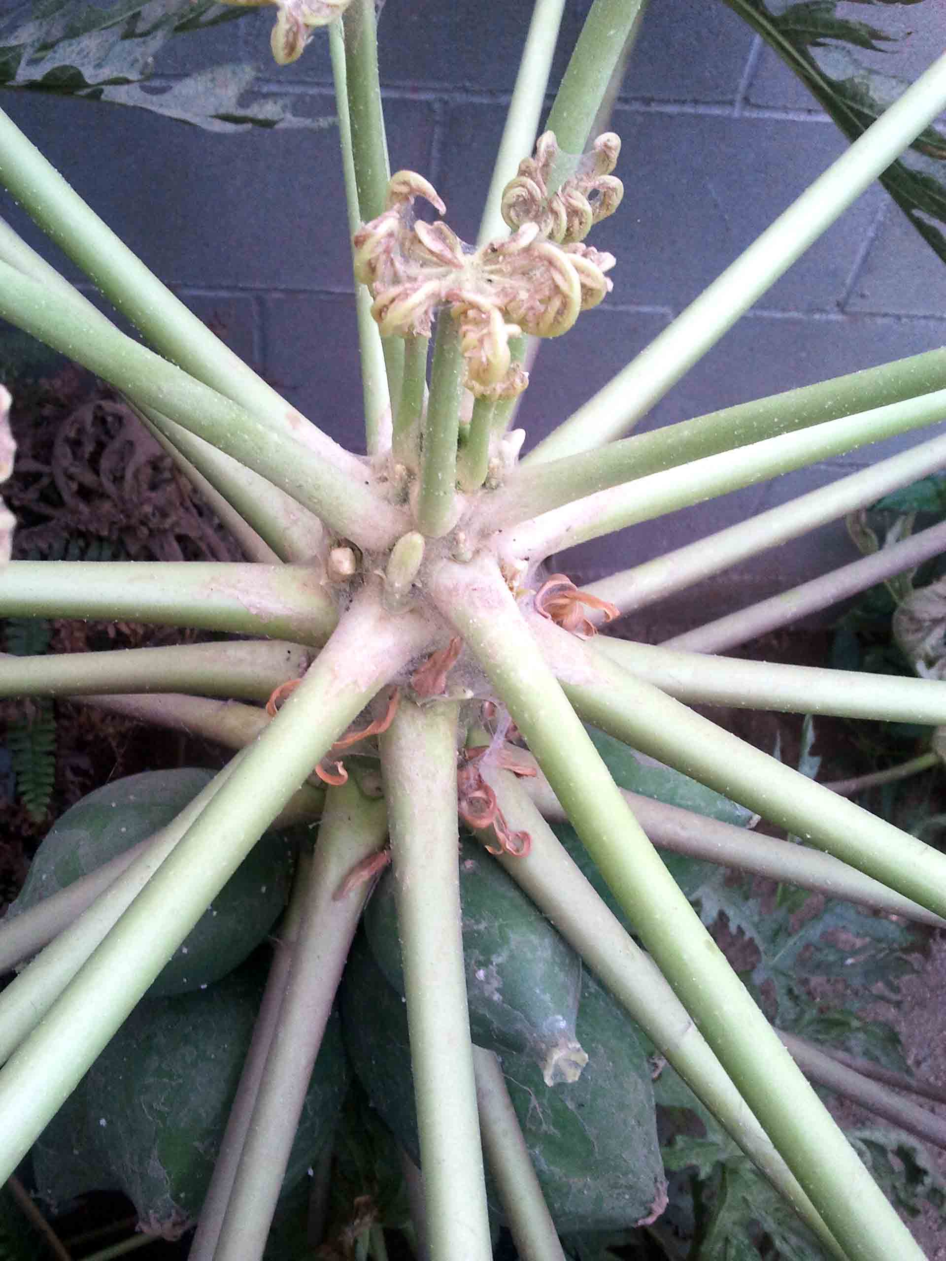 [Foto de planta, jardin, jardineria]