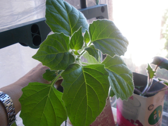 [Foto de planta, jardin, jardineria]