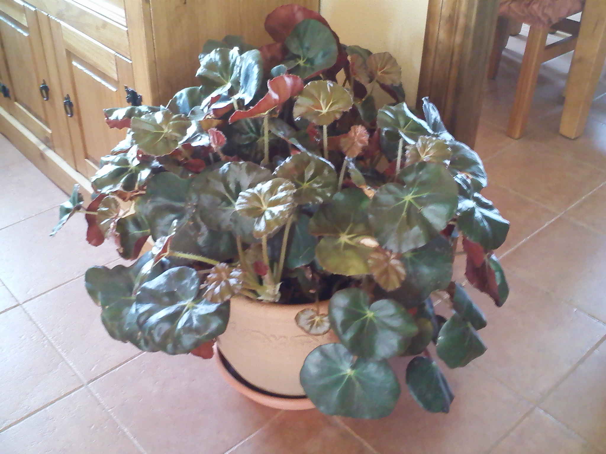 [Foto de planta, jardin, jardineria]