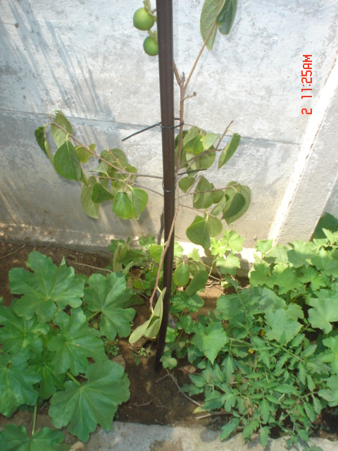 [Foto de planta, jardin, jardineria]