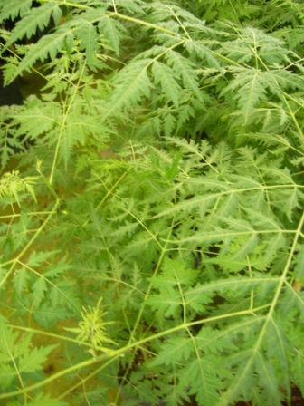[Foto de planta, jardin, jardineria]