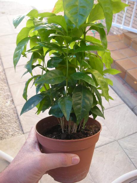 [Foto de planta, jardin, jardineria]