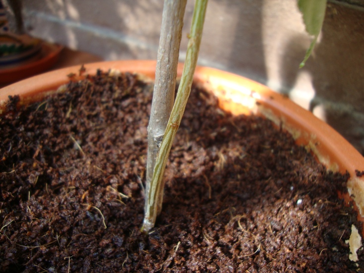 [Foto de planta, jardin, jardineria]