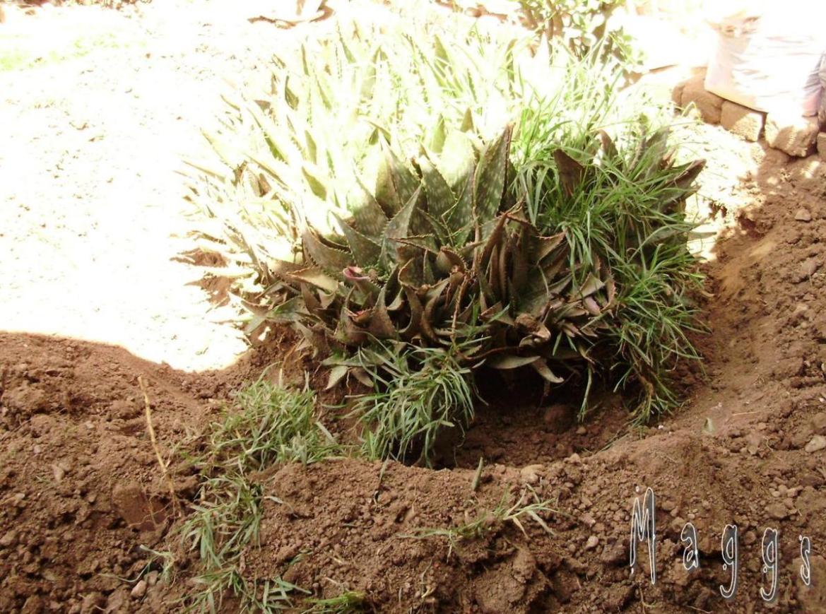 [Foto de planta, jardin, jardineria]