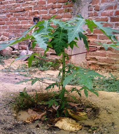 [Foto de planta, jardin, jardineria]