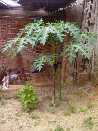 [Foto de planta, jardin, jardineria]