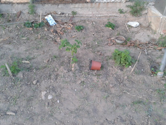 [Foto de planta, jardin, jardineria]