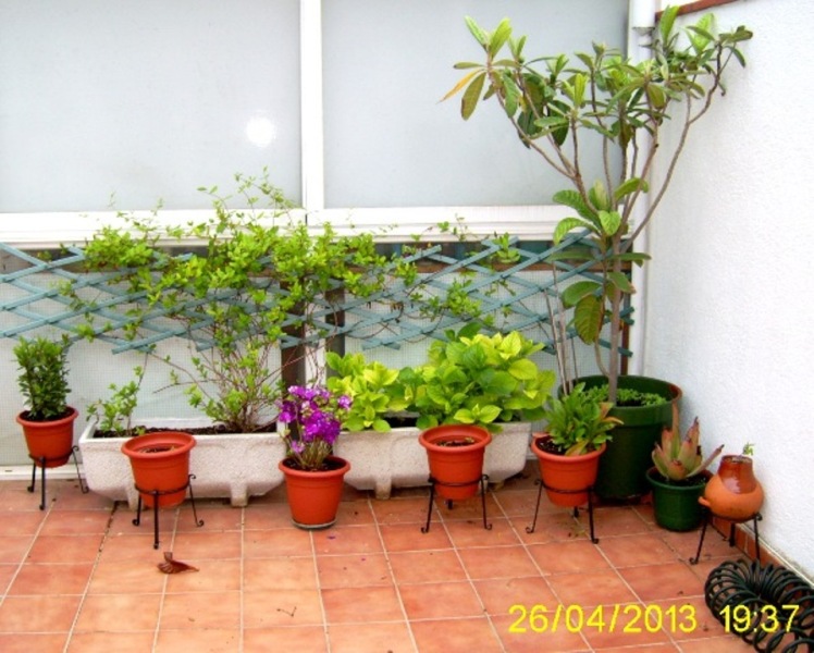 [Foto de planta, jardin, jardineria]